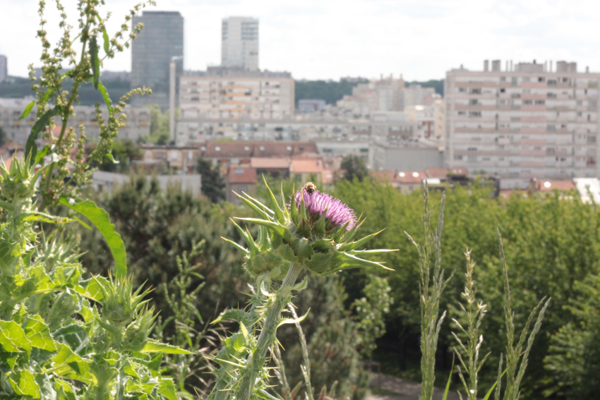 Silybum marianum: fleur