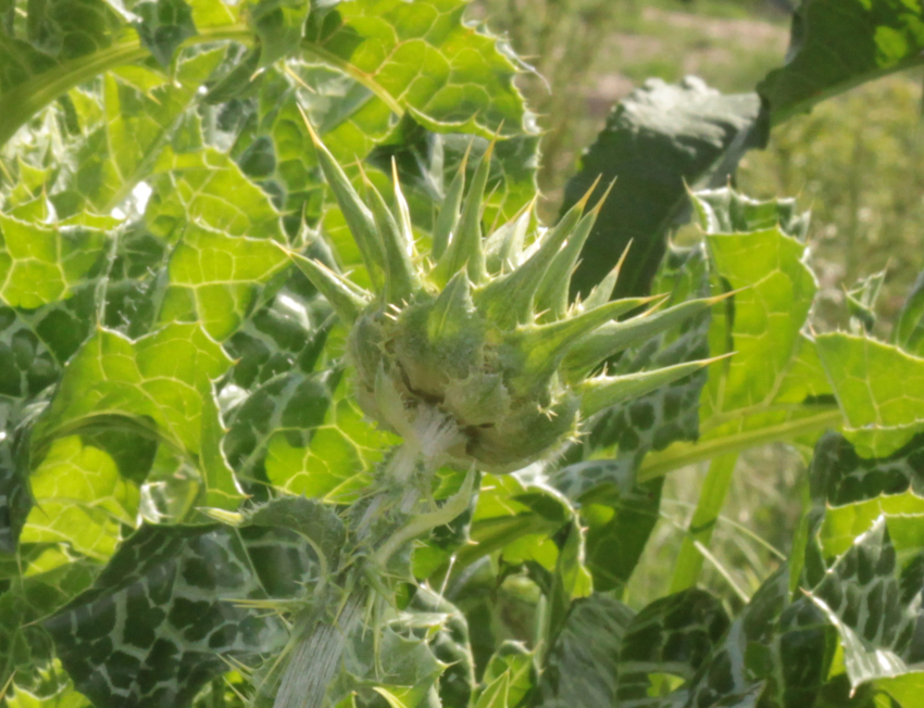 Silybum marianum: bractées du capitule