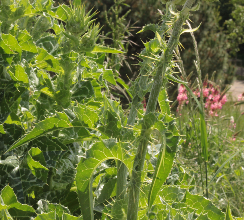 Silybum marianum: feuilles supérieures.