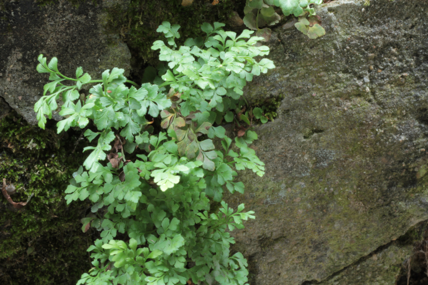 Asplenium ruta-muraria