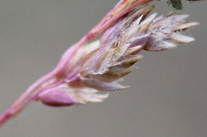 Poa bulbosa: fleuron. Lemmes et glume.