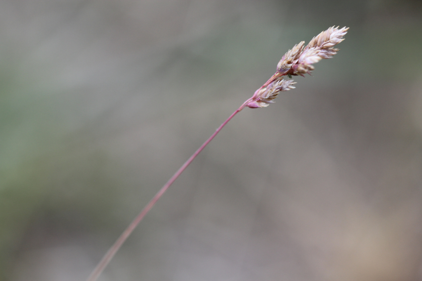 Poa bulbosa: épi.