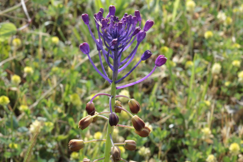 Muscari comosum: inflorescence