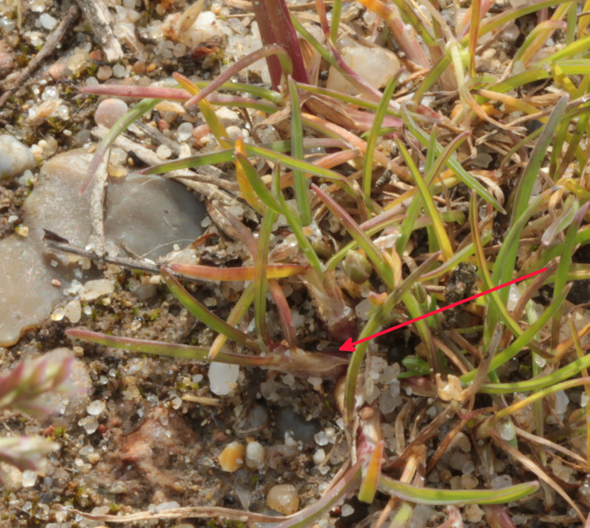 Poa bulbosa: gaine basale foliaire épaissie