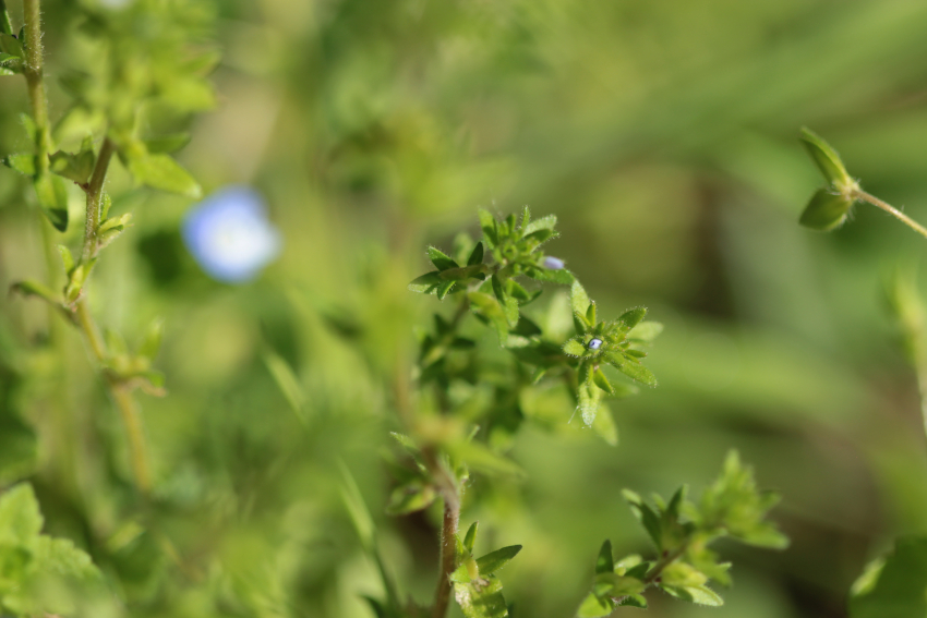 Veronica arvenis