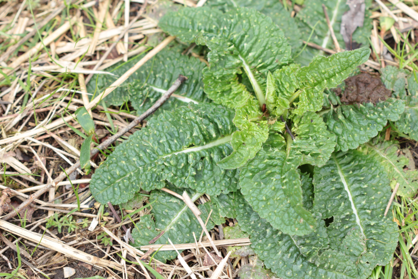 Dipscacus fullonum: rosette; plantaria