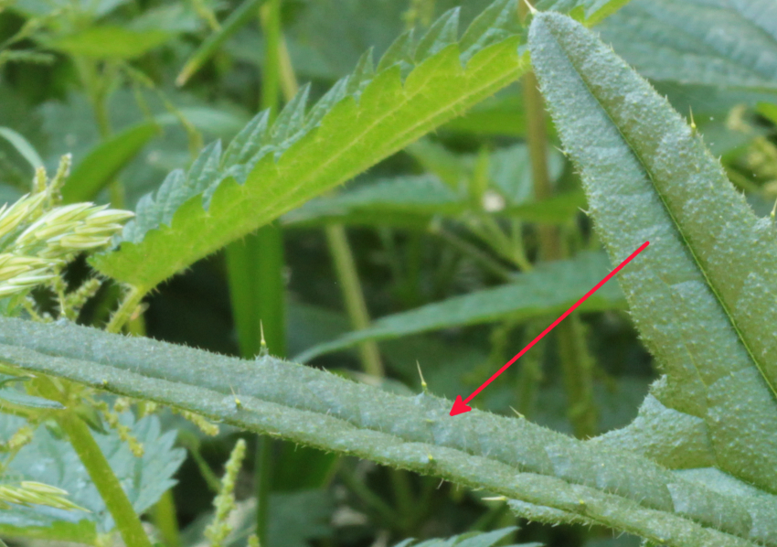 Cirsium vulgare subsp. crinitum: spinules face supérieure de la feuillle.