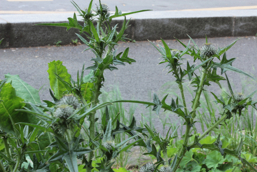 Cirsium vulgare subsp. crinitum: tige armée.