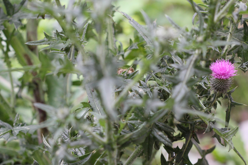 Cirsium vulgare subsp. crinitum