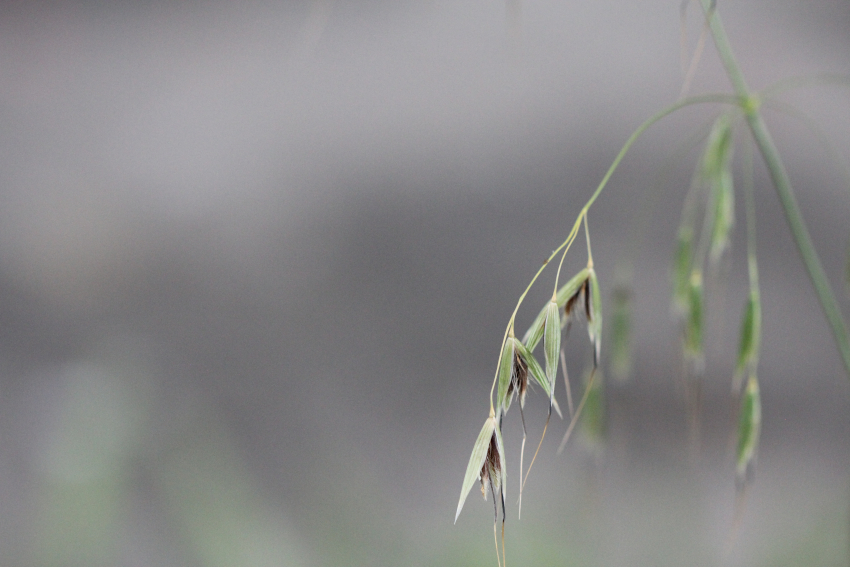 Avena sativa subsp. fatua