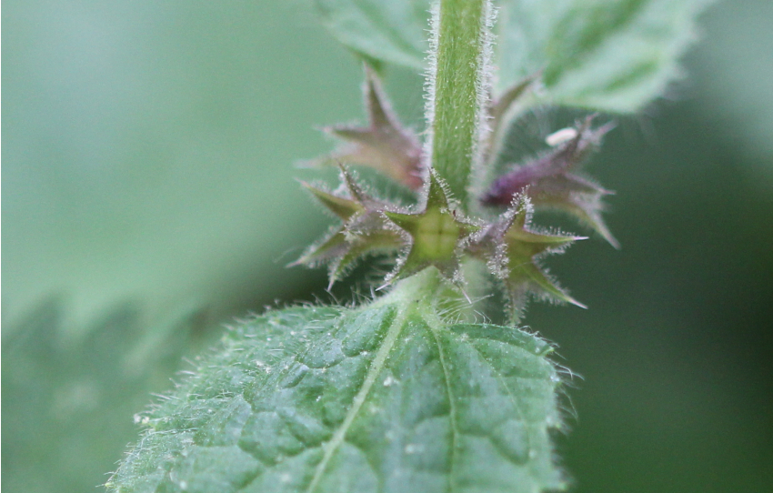 Stachys sylvatica: pilosité de l'inflorescence