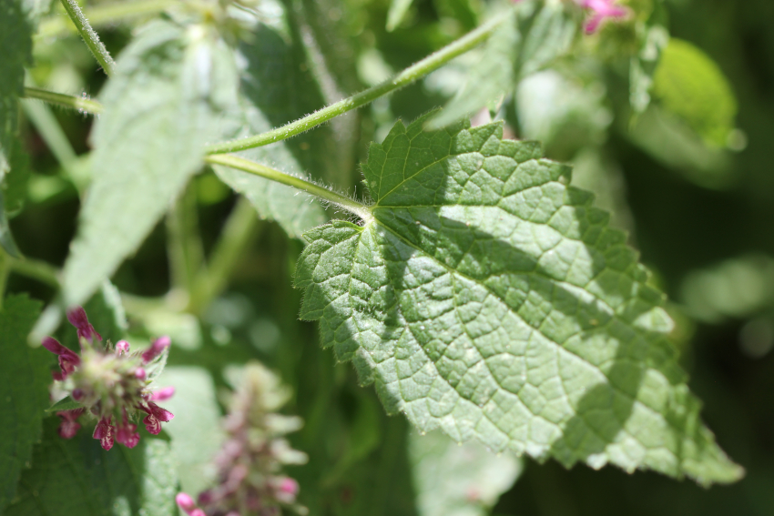 Stachys sylvatica: feuille