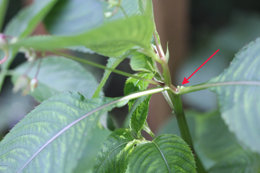 Impatiens glandulifera: pétiole glanduleux