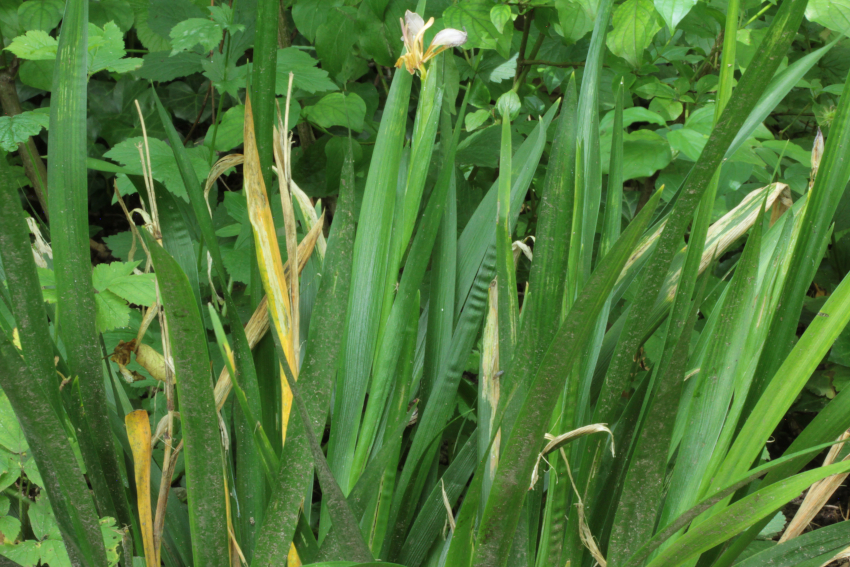 Iris foetidissima