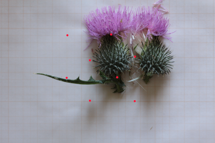 Cirsium vulgare subsp. crinitum: involucre