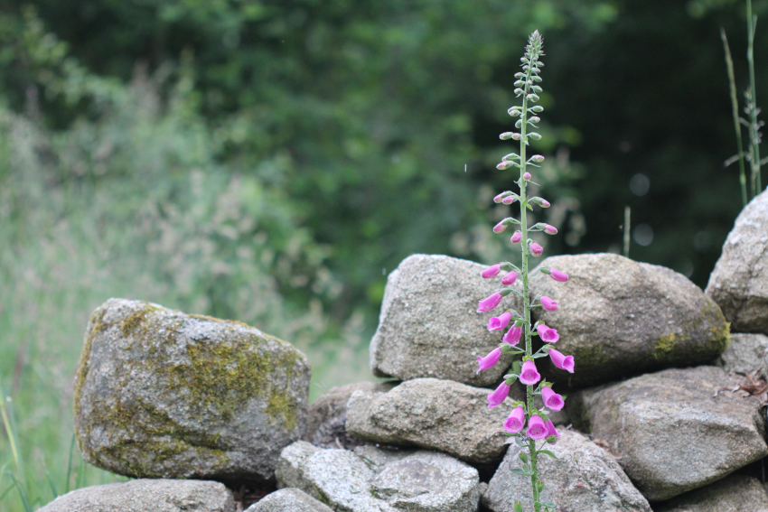 Digitalis purpurea