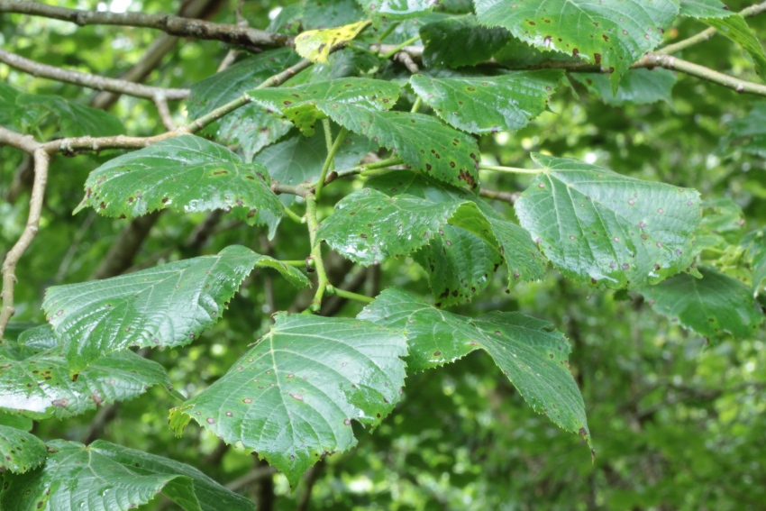 Tilia platyphyllos