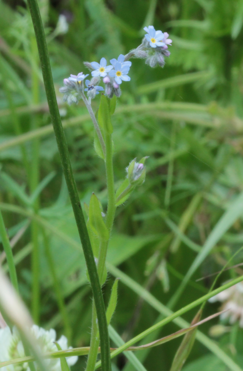 Myosotis arvensis