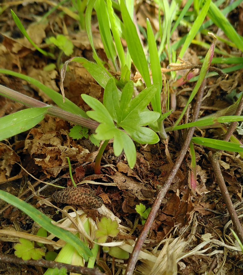 Tilia platyphyllos: plantule. Plantaria