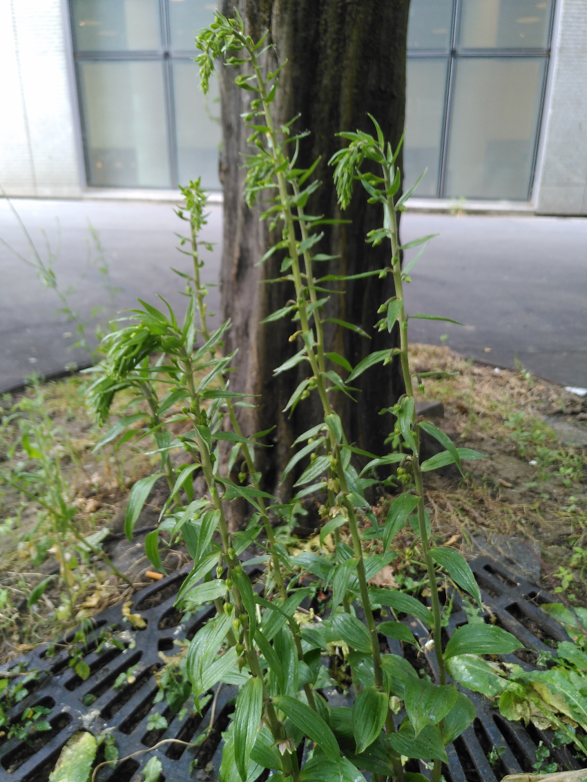 Epipactis helleborine