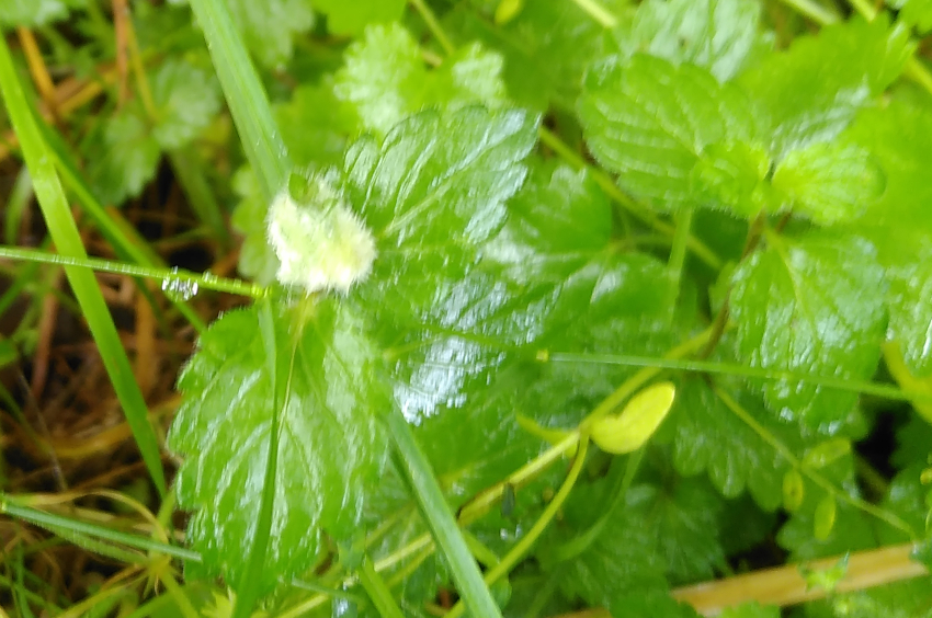 Galle: Jaapellia veronicae