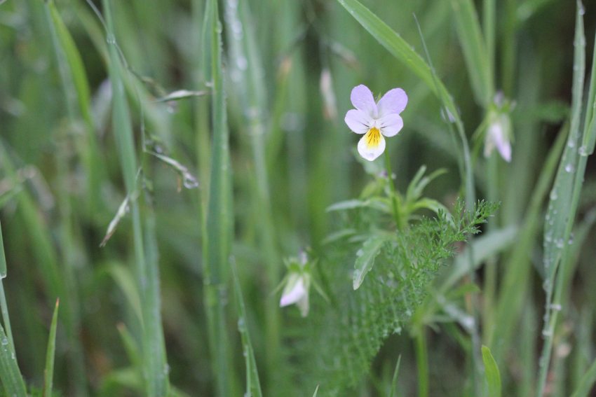 Viola tricolor