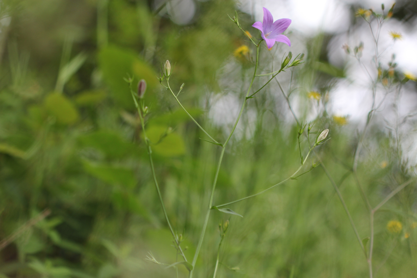 Campanula patula