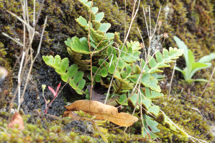 Asplenium ceterach