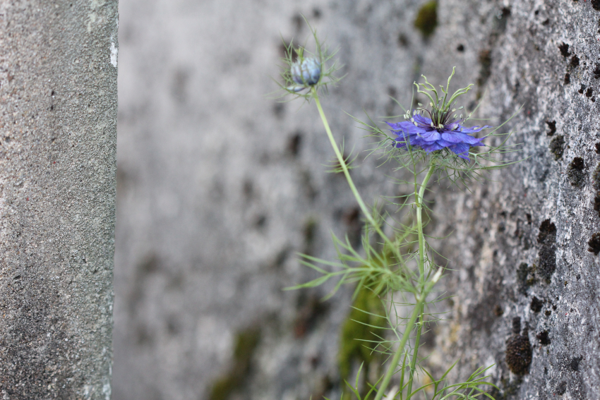 Nigella damascena