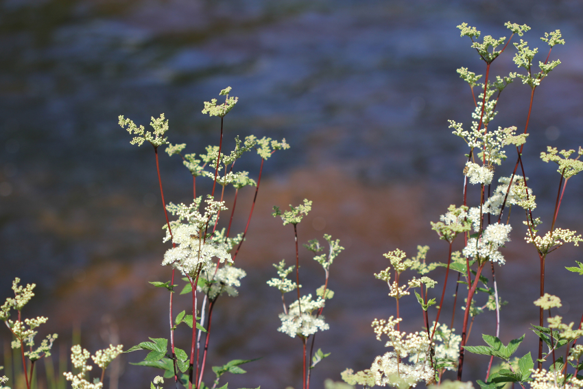 Filipendula ulmaria