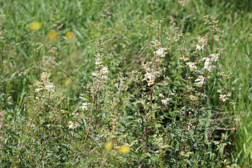 Filipendula ulmaria