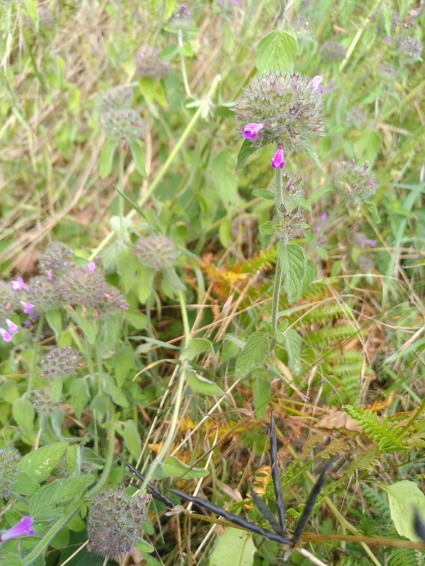 Clinopodium vulgare