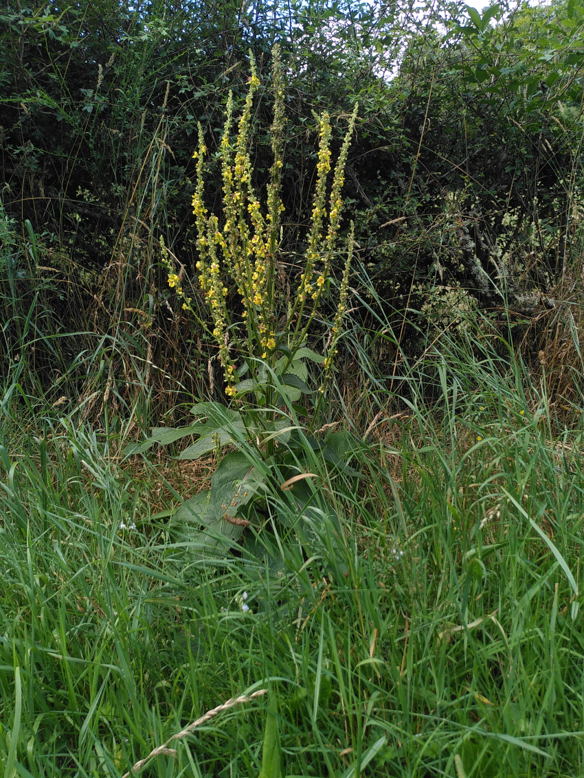 Verbascum x incanum