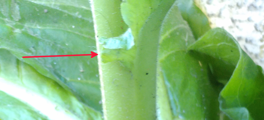 Nicotiana tabacum: oreillette