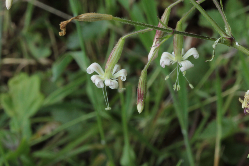 Silene nutans