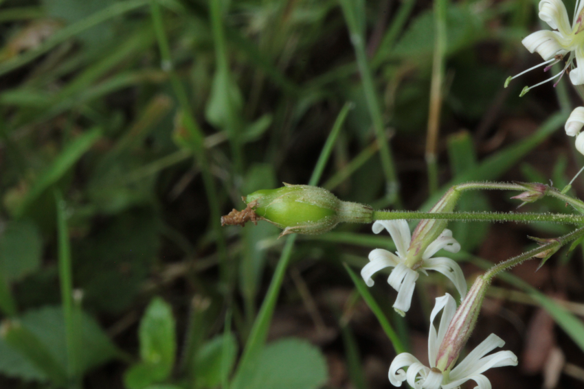 Silene nutans subsp. nutans: capsule.