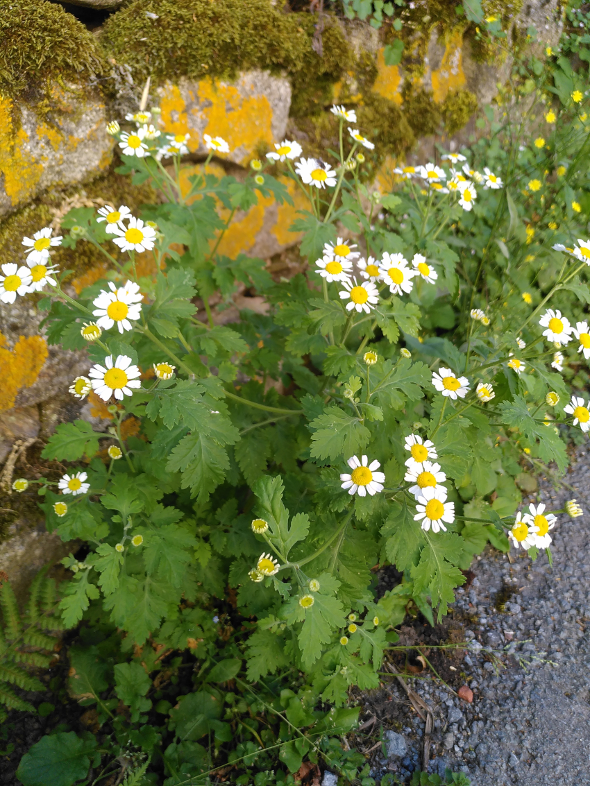 Tanacetum parthenium