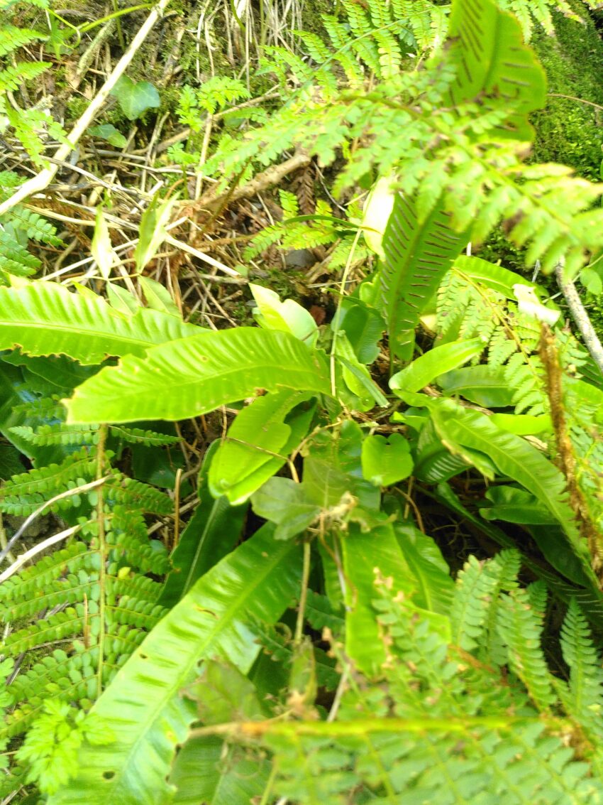 Asplenium scolopendrium