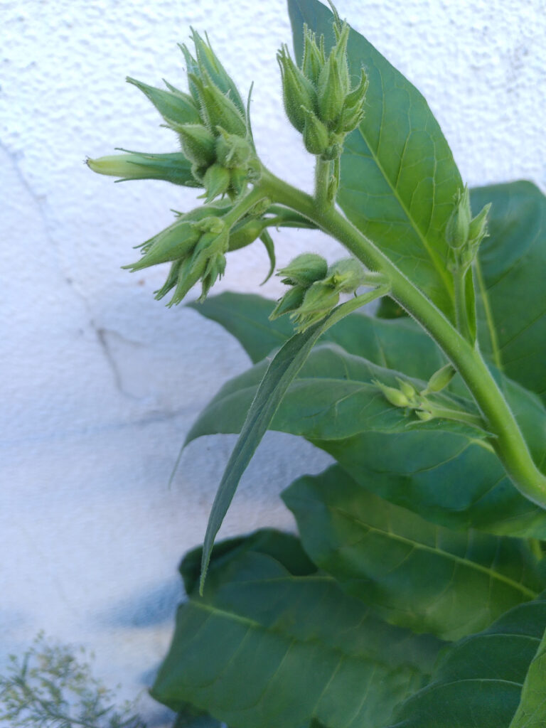 Nicotiana tabacum: racème complexe