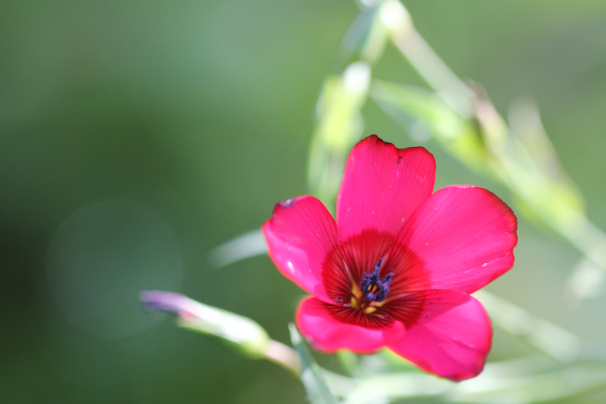 Linum grandiflorum: fleur