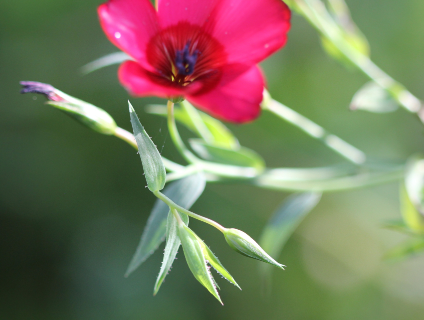 Linum grandiflorum: bractées, sépales