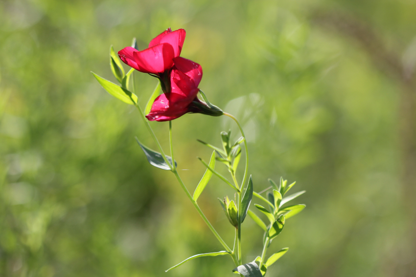 Linum grandiflorum