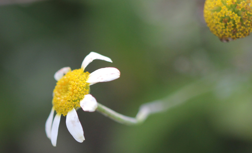 Anthemis arvensis