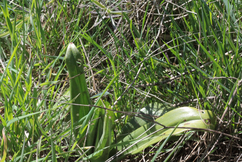 Himantoglossum hircinum: rosette. Plantaria
