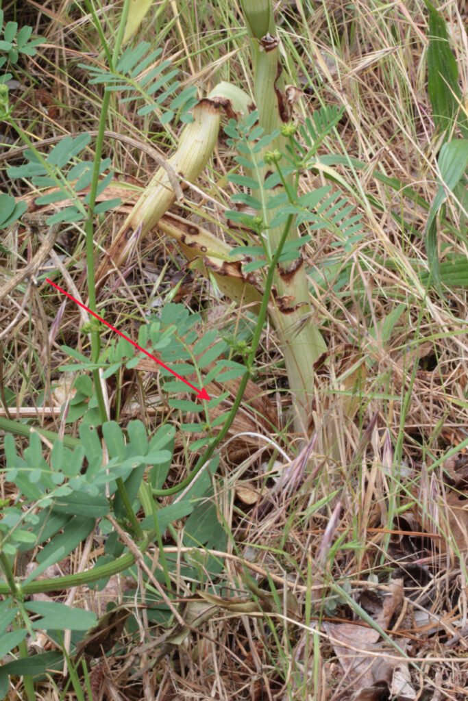 Himantoglossum hircinum: rosette. Plantaria