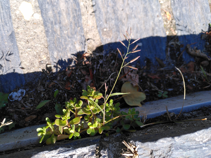 Eragrostis minor