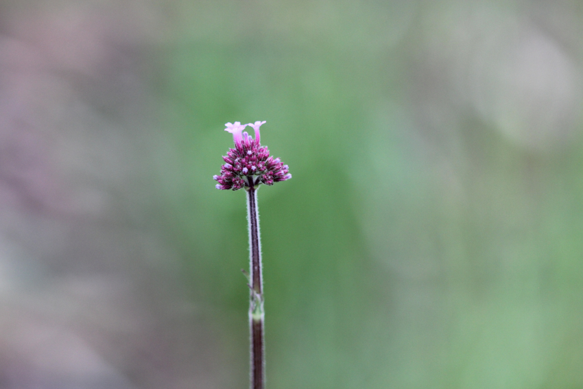 Verbena bonariensis