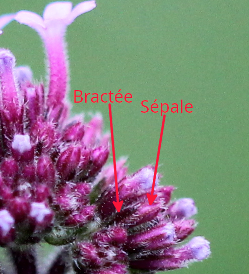 Verbena bonariensis: bractée et calice