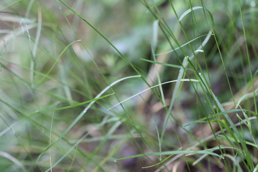 Poa nemoralis, feuilles