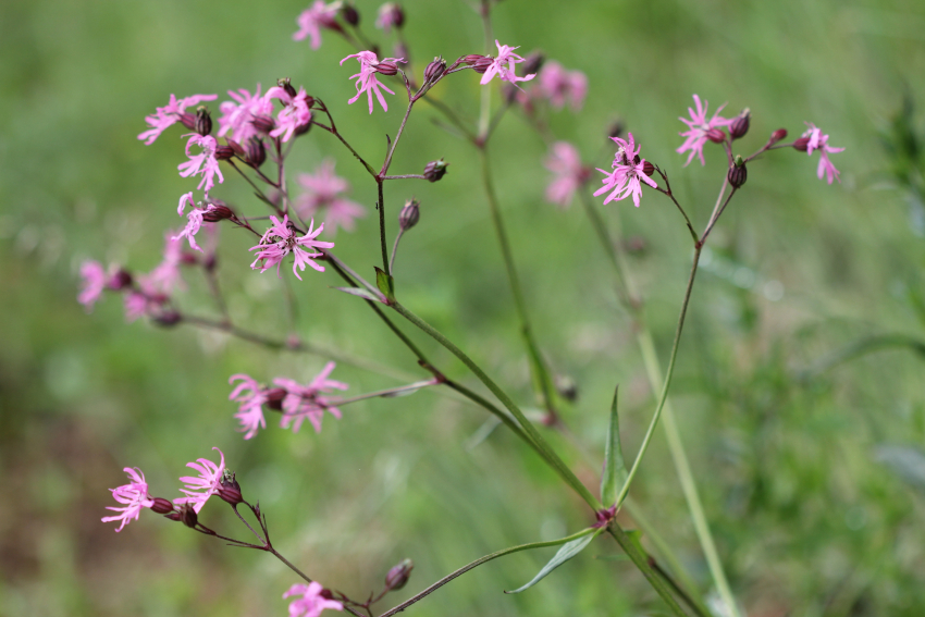 Lychnis flos-cuculi